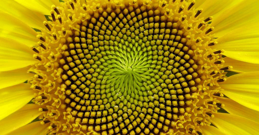 suite de fibonacci