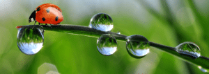 EauVie : qui sommes-nous ?